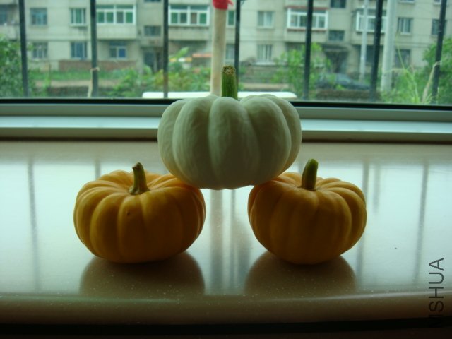 DSC01001.JPG