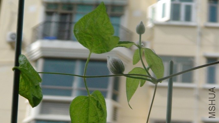 7-6�գ������ƺ��Ѿ���ɫ��