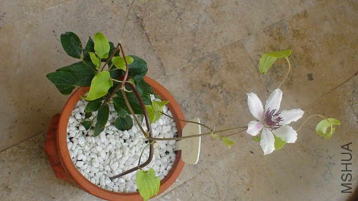 ����ȫ���գ���С�����Ի�ҲС��