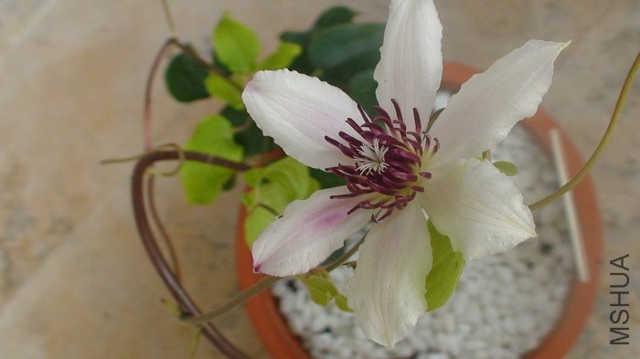 ��Ӧ���������ģ�ȴ�����˽ӽ���ɫ�Ļ���ֻ��һƬ������˵���Σ�