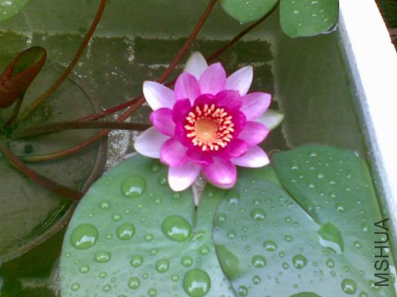 ������С 20090706(004).jpg