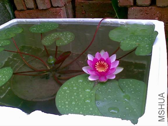 ������С 20090706(005).jpg