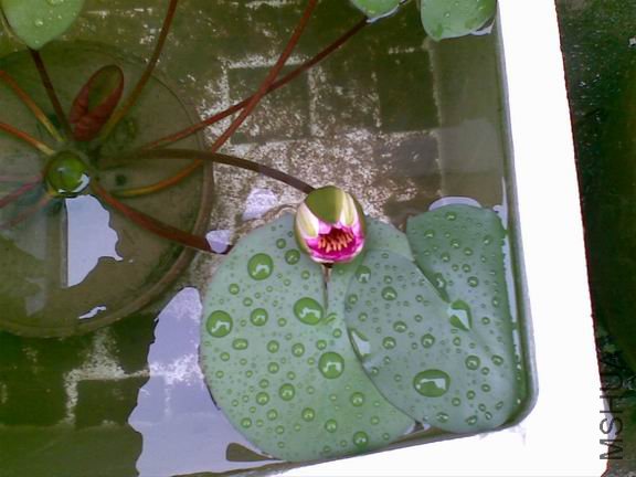 ������С 20090706(002).jpg