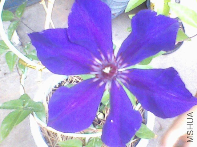 IMG0017A.jpg