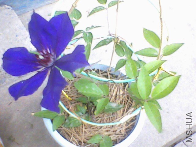 IMG0016A.jpg