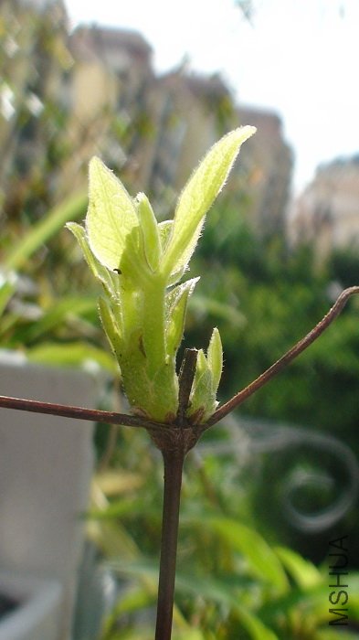 7-6�գ���׿÷��ĳ�֦����ѿ, ��ô��׳��!