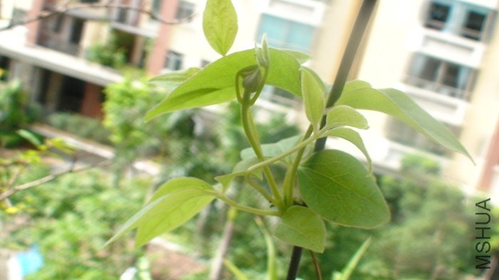 7-6���峿, ��������Ǹ��̶̵�֦����, ��Ȼ�ߴ��ض��˸�������! �����Ƿ۵��������Ǵ�!