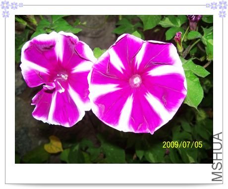 ������ʿ�� 010.jpg