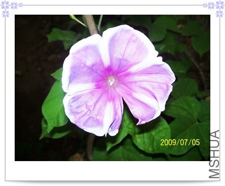 ����-��ʿ�� 009.jpg