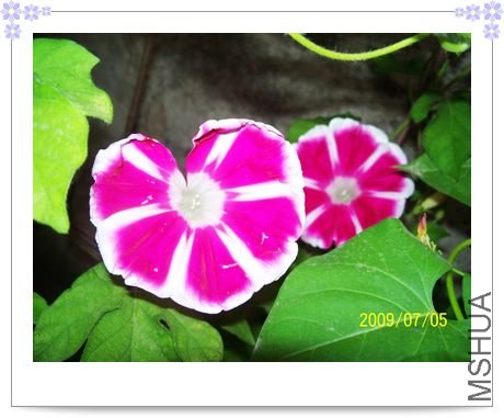 ������ʿ�� 011.jpg