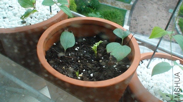 5-25�գ���ֲһ������, ���淢��ѿ�����ö�ֲ��һ���ֻ�����÷���ѿ��Ҳֻ�����õ���Ҷ���ڡ�