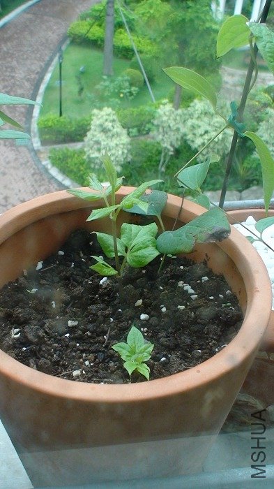 5-31�գ���ѿ���ڳ��󣡶���Ҷ��ֻ��һ�õĻ����ˣ�