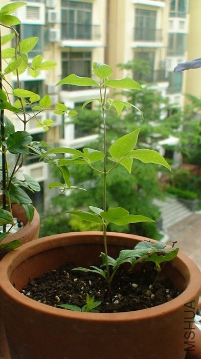 6-11�գ�һ֦�Ѿ��鳤����һ֦���ܻ���Ӫ�������������ͳ�״̬��