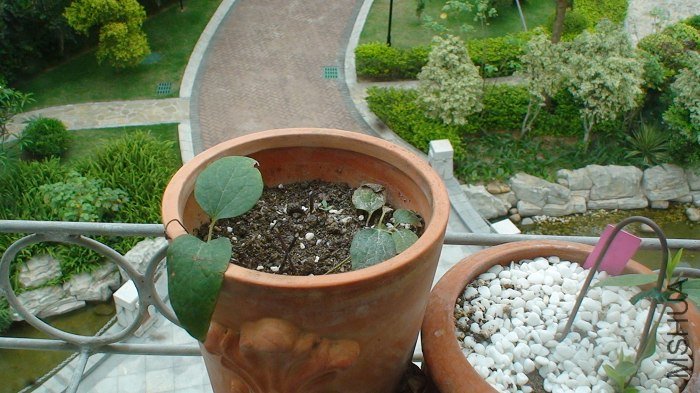 5-4�յ����ӣ���ֲ��û�з�ѿ�أ���ʱ�����õ���Ҷ����ã�