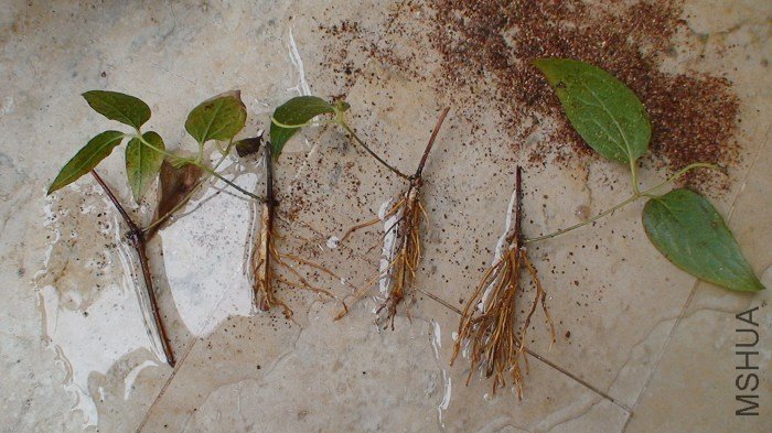 ϴ��������ӡ�