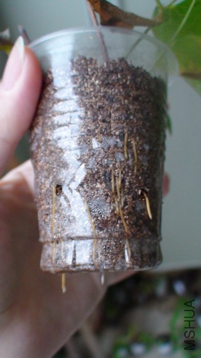 ��ʱ���ô���ʯ���ģ��������Ѿ������������ˣ�(3-11��Ǥ��, 4-12��������ֲ)