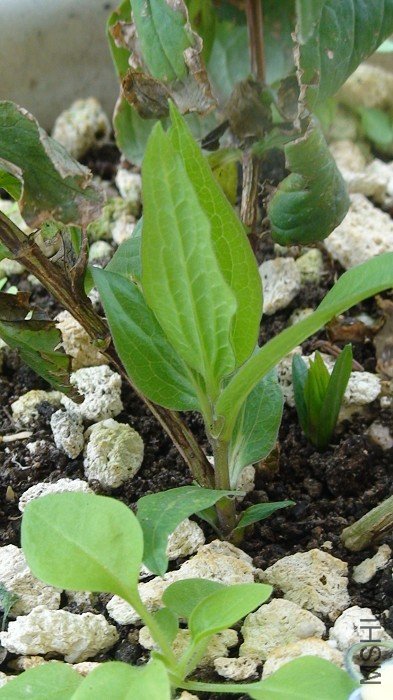 6-17�գ���ѿ�Ѿ�������Ҷ��