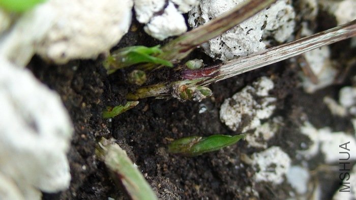 6-8��, һ�߿��Ż�, һ�ߴ������������ѿ��!  ��������ѿ, ����ֻ�����������֦��.