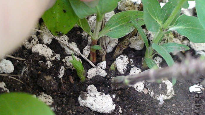 ���ﻹ��ð��ѿ��