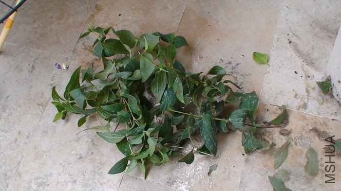 ����7-4�գ����µ�һ��֦����