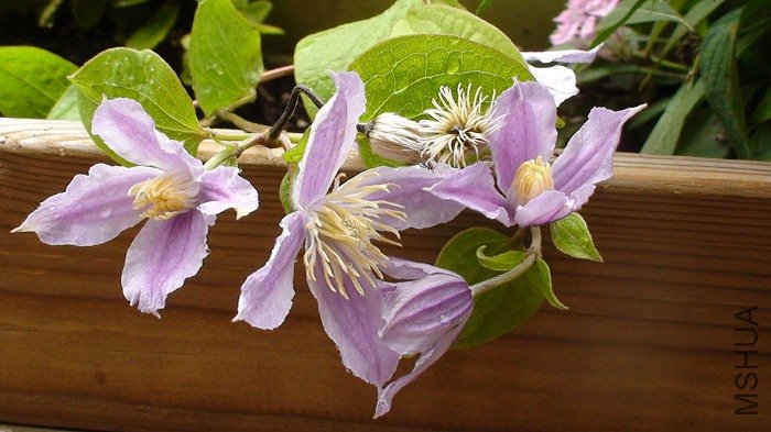 �����Ƕ�������ɫ�ʶ���ͬ�ˣ�Ũ���ĸо�����СѼ��