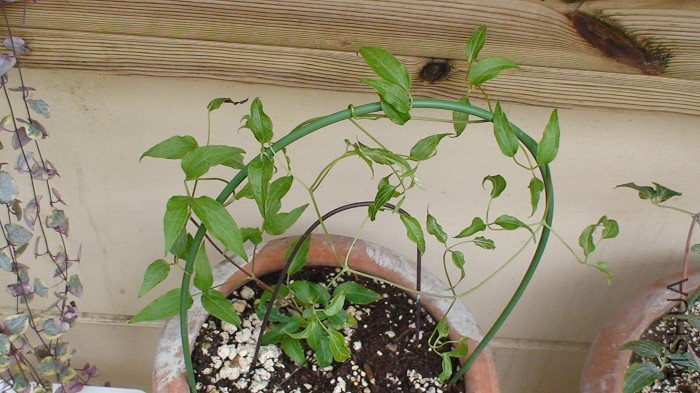 7-4�յİŰ��������Ӳ����ð���������ͷ�ˣ�