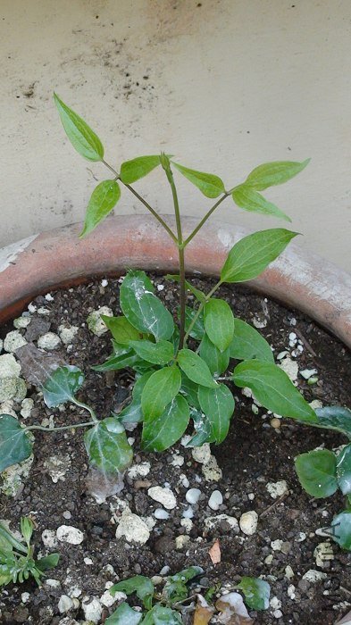 6���е�ĳ�죬�Ű������ڷ�������ѿ�����ֻ�ǳ����˼�Ƭ���̵�Ҷ�ӣ�Ȼ��6-17�գ������֦������