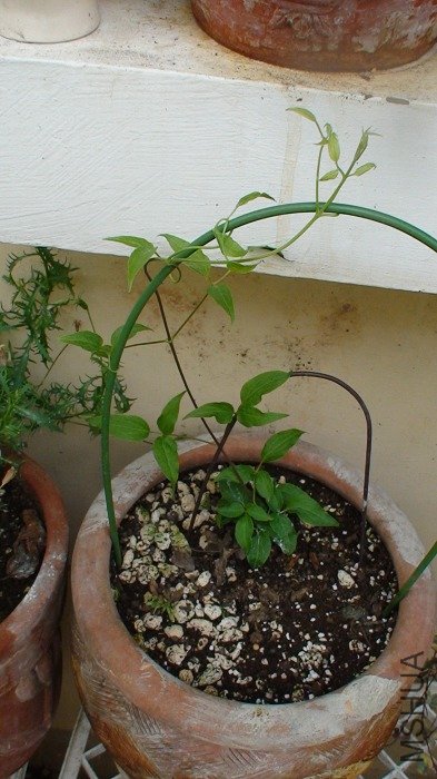 �Ű�����֦���ֳ����ˣ�ԭ���������Ǹ�С�����Ѿ������������ջ��˸���һЩ�ļ��ӣ�