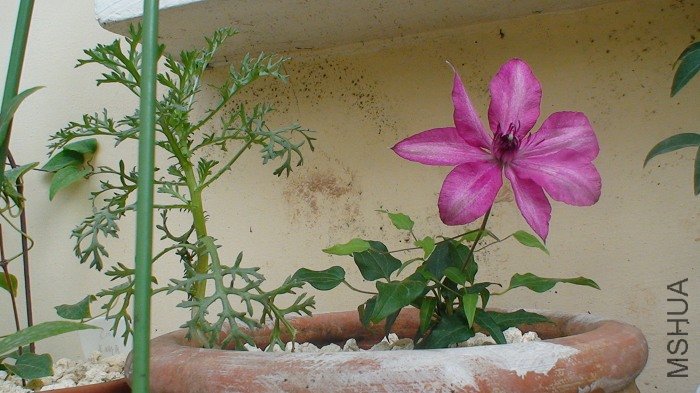 �������һ��ȫ���գ�Ư���ɣ�