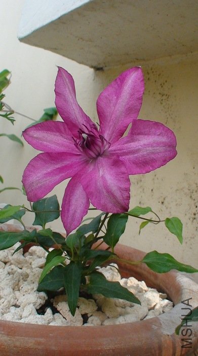 �ұ߿������������ͷ���ޣ�