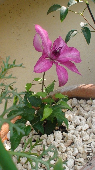 ���濴����С���С�����������ͷ���ޣ�