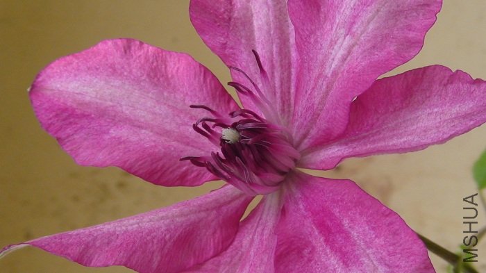 ������д�ɣ����ɣ���Ľ�ɣ�