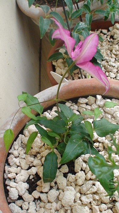 ����ı����ǰ�ɫ�ģ�