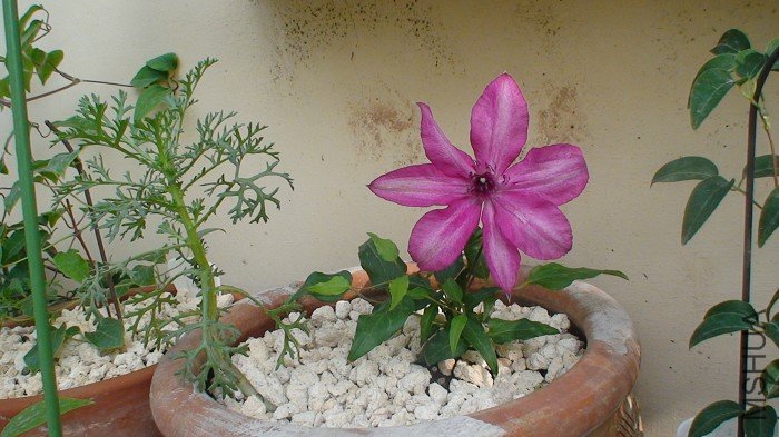 Ȼ��С��Ϳ����ˣ�����3-23�ա�