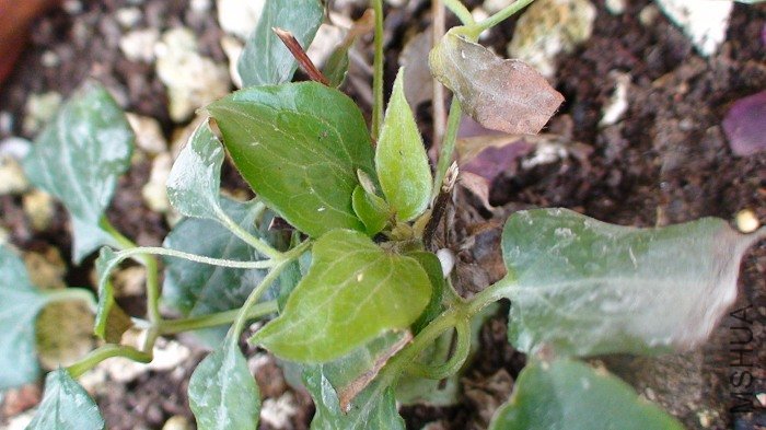 5-29�գ����ͳ������������������Ȼ�����ˣ������������İ�����ʱ�����̲�ס����H�㣬��˵���Ʒ�ֱ��ͳ� ...