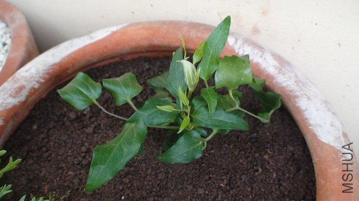 3-11�գ��������˿��Լ�Ǥ���һ��С����ң�˵�ǹ���Ŀǰû�е�Ʒ�֡����Ű�����