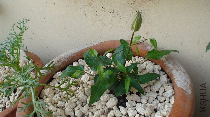 3-18�գ����ʹ��ŵĻ����ֳ��������࣡������˱������Ҽ��������ģ�����ʵ���᲻�ð���������