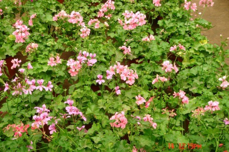 DSC09775.JPG