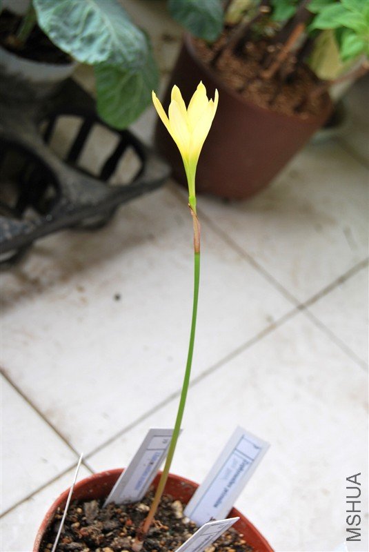 Zephyranthes reginae