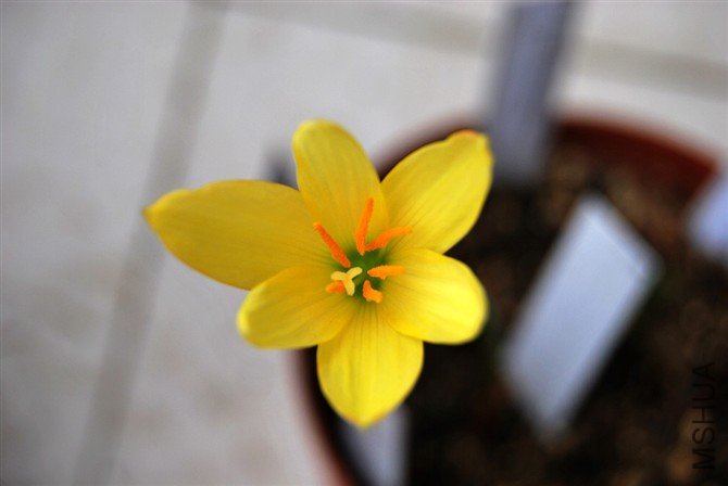 Zephyranthes reginae