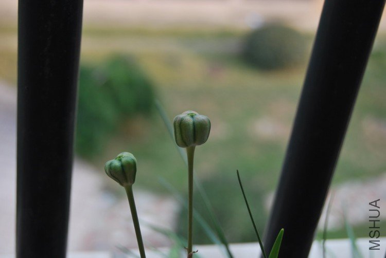 Habranthus.tubispathus'Good Yellow Form' ����