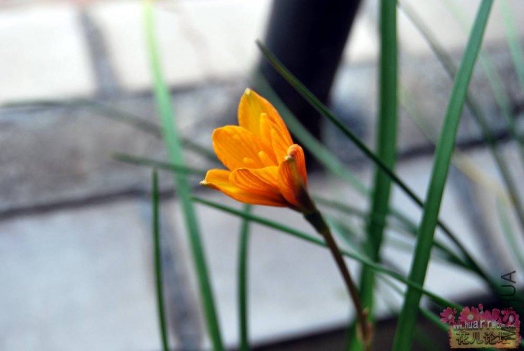 Habranthus.tubispathus'Good Yellow Form'