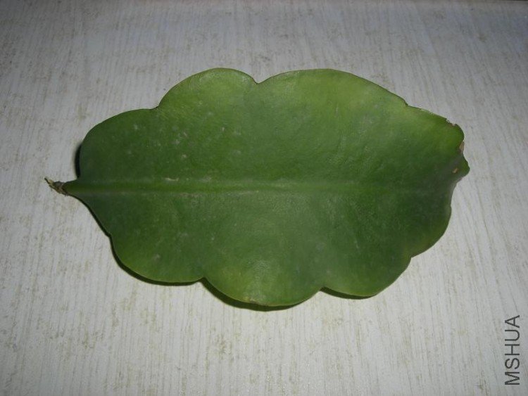 CIMG5518.JPG