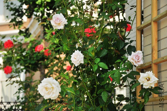 DSC_1417.jpg