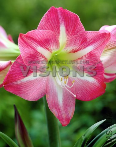 Hippeastrum Exposure.jpg