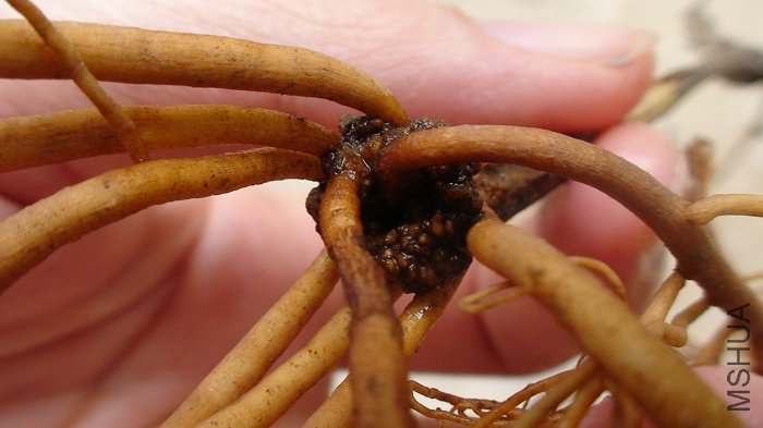 ˮ�ݵ�֦���ձ�������֯��, ���ҳ���ȫ��֦������ײ�, ���ý���Ǥ���, ������֦��������!