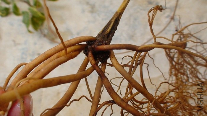 ���ſ������Կ���: ������֯�Ǻܴ��, Ҳ��Ϊ��, �������Щ, ���ҳ��ĸ��ܴ�! ���ҽ��ʲ��, ����֦������ ...