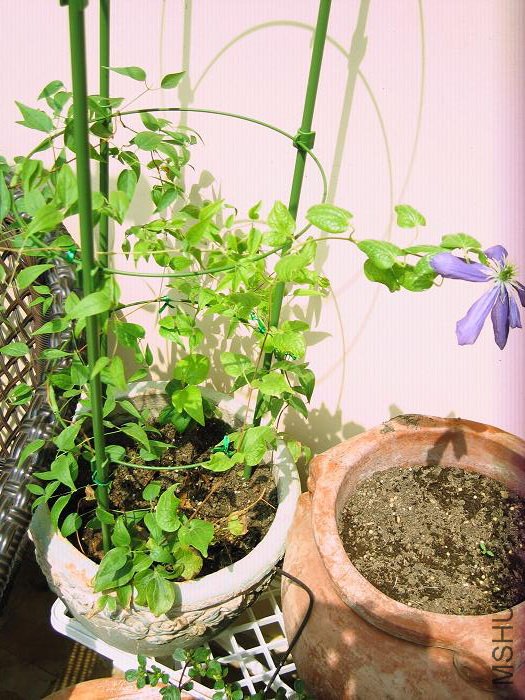 ����ȥ��10��11�տ����Ľ���! ������ֲ��3���¾Ϳ�����!(5�²�, �������º�ų��ĸ�)