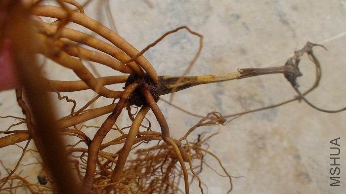 ��Ϊ����̫��, ����֦���ĵײ��������, ���Կ����Ա���!