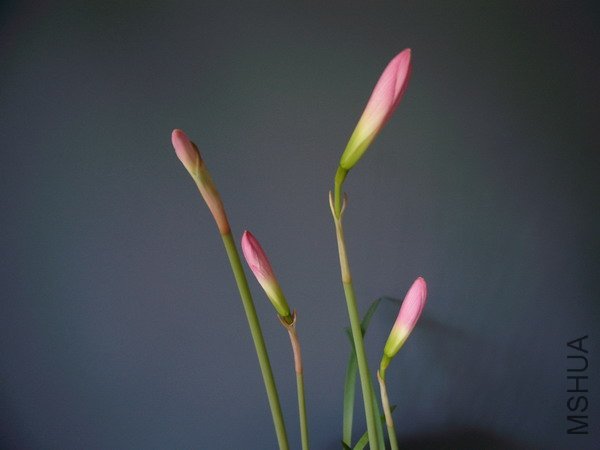 H.x floryi_5.jpg